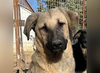 Bangladesh, geb. ca. 01/2024, lebt in GRIECHENLAND, auf einer privaten Pflegestelle