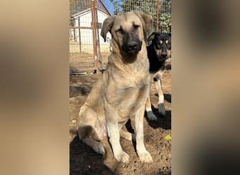 Bangladesh, geb. ca. 01/2024, lebt in GRIECHENLAND, auf einer privaten Pflegestelle