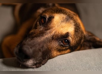 JÜRGEN - menschenbezogener Senior sucht liebevolles Zuhause