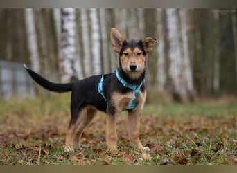 Fröhlicher Nordik sucht warmes Körbchen