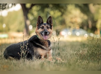 Hübscher Vegas sucht perfektes Zuhause