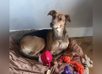 FAYE - klug, sensibel und ein kleiner Clown sucht ihr Zuhause