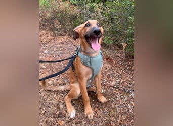 Dexter (Spanien) - lebensfroher Junge sucht seine für immer Futterstelle