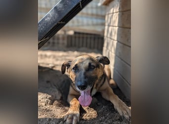 JÜRGEN - menschenbezogener Senior sucht liebevolles Zuhause