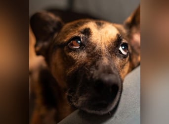 JÜRGEN - menschenbezogener Senior sucht liebevolles Zuhause