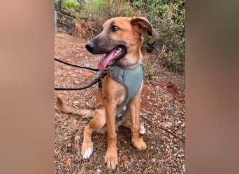 Dexter (Spanien) - lebensfroher Junge sucht seine für immer Futterstelle