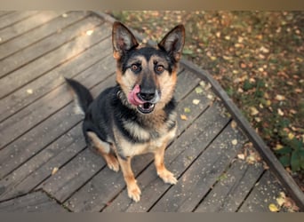 Hübscher Vegas sucht perfektes Zuhause