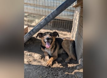 JÜRGEN - menschenbezogener Senior sucht liebevolles Zuhause