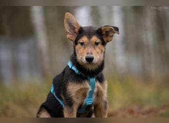 Fröhlicher Nordik sucht warmes Körbchen