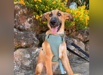Dexter (Spanien) - lebensfroher Junge sucht seine für immer Futterstelle