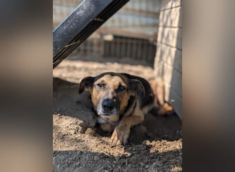 JÜRGEN - menschenbezogener Senior sucht liebevolles Zuhause