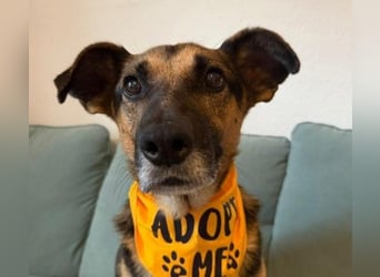 JÜRGEN - menschenbezogener Senior sucht liebevolles Zuhause