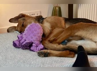 FAYE - klug, sensibel und ein kleiner Clown sucht ihr Zuhause