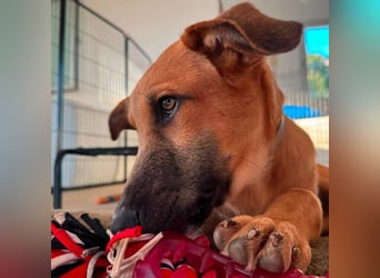Dexter (Spanien) - lebensfroher Junge sucht seine für immer Futterstelle