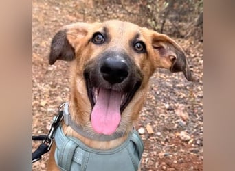 Dexter (Spanien) - lebensfroher Junge sucht seine für immer Futterstelle
