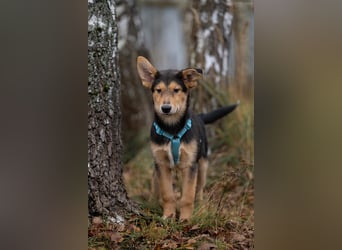 Fröhlicher Nordik sucht warmes Körbchen