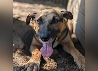 JÜRGEN - menschenbezogener Senior sucht liebevolles Zuhause