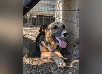 JÜRGEN - menschenbezogener Senior sucht liebevolles Zuhause