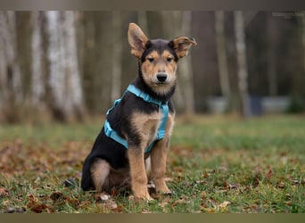 Fröhlicher Nordik sucht warmes Körbchen