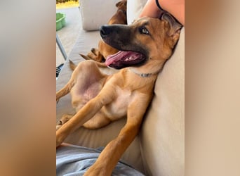 Dexter (Spanien) - lebensfroher Junge sucht seine für immer Futterstelle