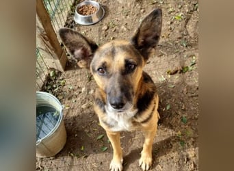 JÜRGEN - menschenbezogener Senior sucht liebevolles Zuhause