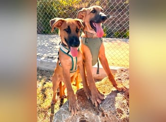 Dexter (Spanien) - lebensfroher Junge sucht seine für immer Futterstelle