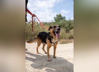 JÜRGEN - menschenbezogener Senior sucht liebevolles Zuhause