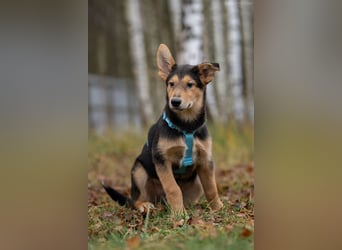 Fröhlicher Nordik sucht warmes Körbchen