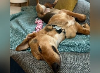 FAYE - klug, sensibel und ein kleiner Clown sucht ihr Zuhause