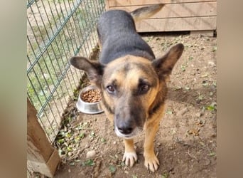 JÜRGEN - menschenbezogener Senior sucht liebevolles Zuhause