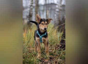 Fröhlicher Nordik sucht warmes Körbchen