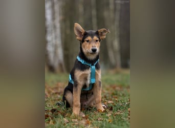 Fröhlicher Nordik sucht warmes Körbchen