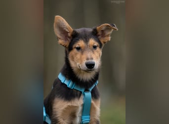 Fröhlicher Nordik sucht warmes Körbchen