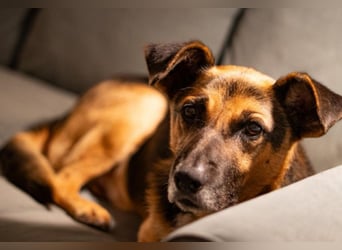 JÜRGEN - menschenbezogener Senior sucht liebevolles Zuhause