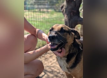 JÜRGEN - menschenbezogener Senior sucht liebevolles Zuhause