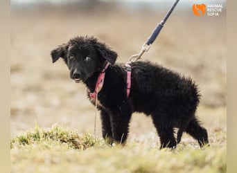 Joseph - sanfter Welpenjunge sucht Zuhause