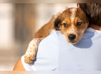 Wer komponiert mit Beethoven sein Happy End?