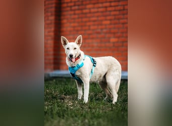 Vorsichtiger Whitey sucht seine Familie