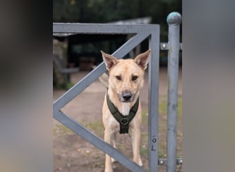 Henry sucht ein liebevolles Zuhause mit Ruhe und Verlässlichkeit