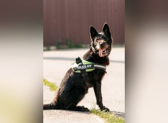 Fröhliche Ajda sucht liebevolles Zuhause