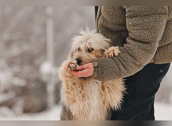 Freundlicher Benny sucht seine Familie