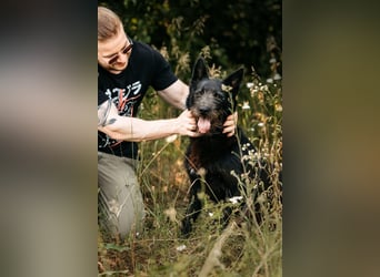 Fröhliche Ajda sucht liebevolles Zuhause