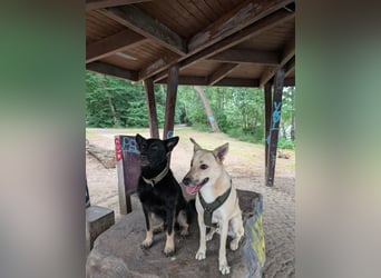 Henry sucht ein liebevolles Zuhause mit Ruhe und Verlässlichkeit