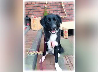 Wunderschöner Senna aus Hamminkeln sucht
