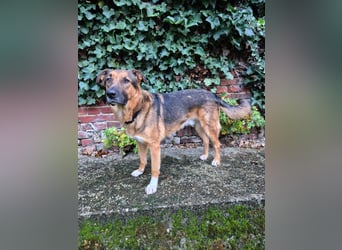 Treuer Bo aus 52428 Jülich sucht sein Für-Immer-Zuhause