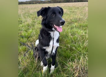 Wunderschöner Senna aus Hamminkeln sucht