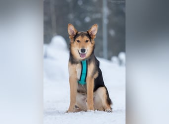 Fröhlicher Nordik sucht seine Familie