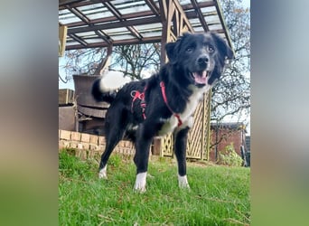 Wunderschöner Senna aus Hamminkeln sucht