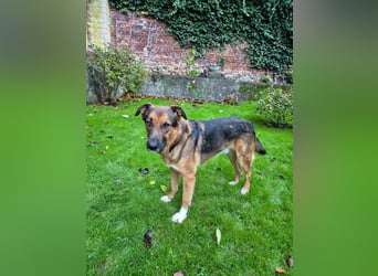 Treuer Bo aus 52428 Jülich sucht sein Für-Immer-Zuhause