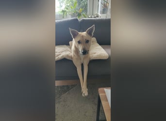 Henry sucht ein liebevolles Zuhause mit Ruhe und Verlässlichkeit